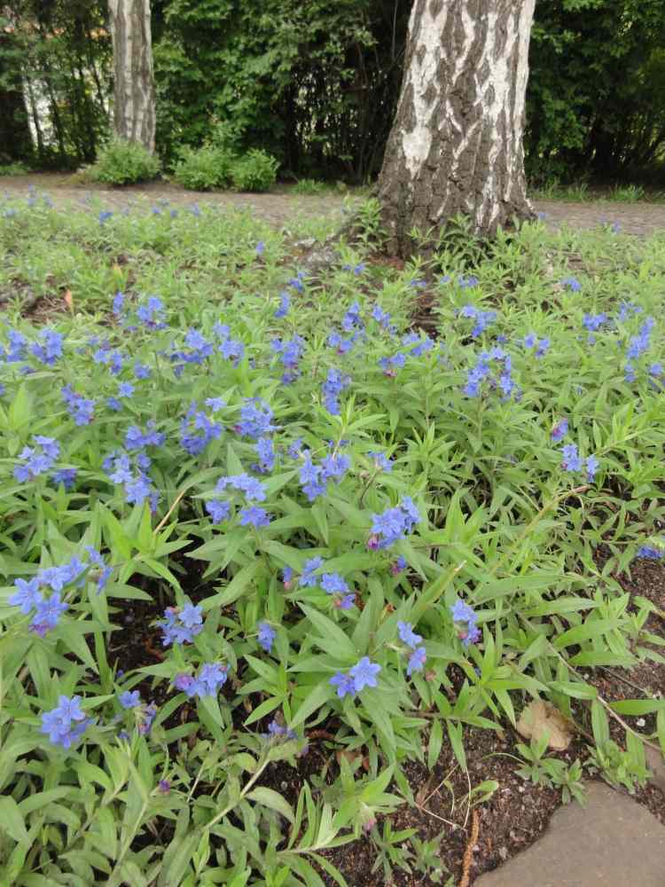 الأزرق-تتفتح-groundcover-blue-red-stony-buglossoides-purpurocaeruleum