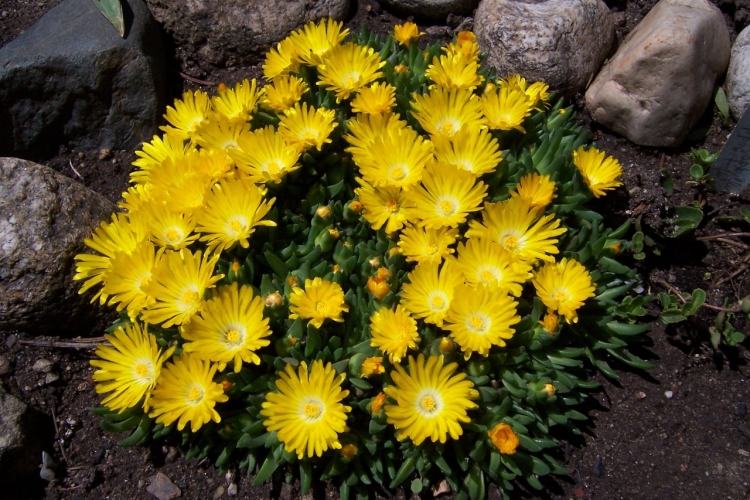 نباتات معمرة مزهرة صفراء جنينة-Delosperma-nubigenum-Lesotho