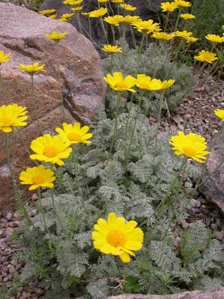 نباتات معمرة مزهرة صفراء روكري - أنتيميس - مارشاليانا - بابونج جبلي