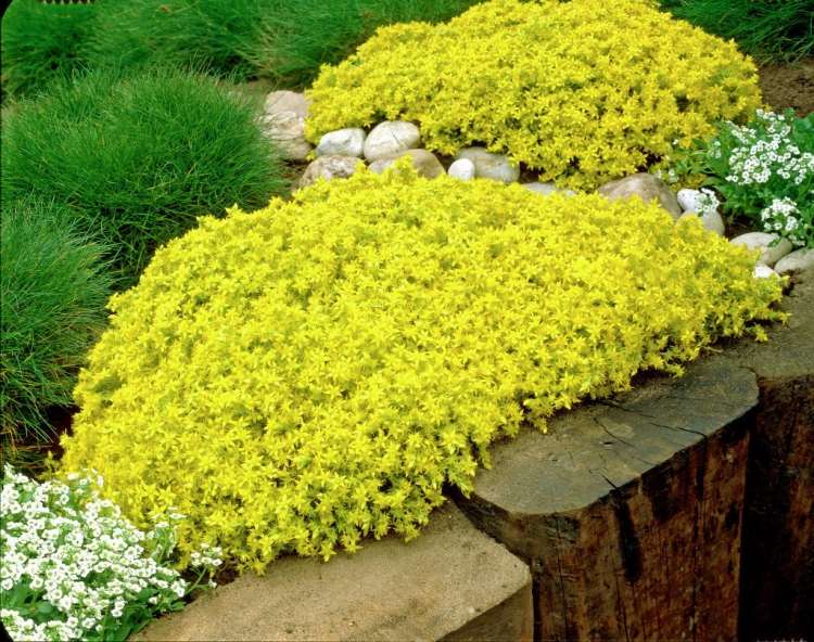 نباتات معمرة صفراء-مزهرة-صخرية-سيدوم-فدان-أوريوم-ستونكروب