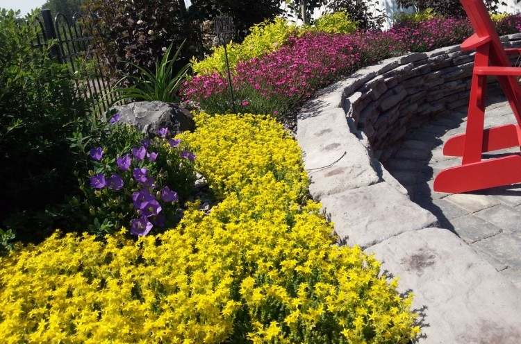 زهور صفراء معمرة-حديقة-صخرة-سيدوم-فدان-حار-wallpepper-violet-dianthus