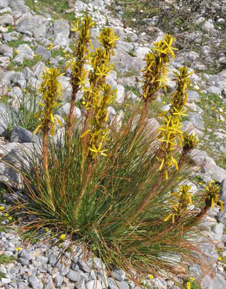 نباتات معمرة صفراء - صخرية - Junkerlilie-Asphodeline-lutea