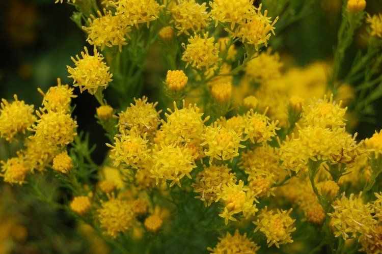النباتات المعمرة الصفراء المزهرة - الجنينة - أستر - لينوسيريس - goldhaaraster