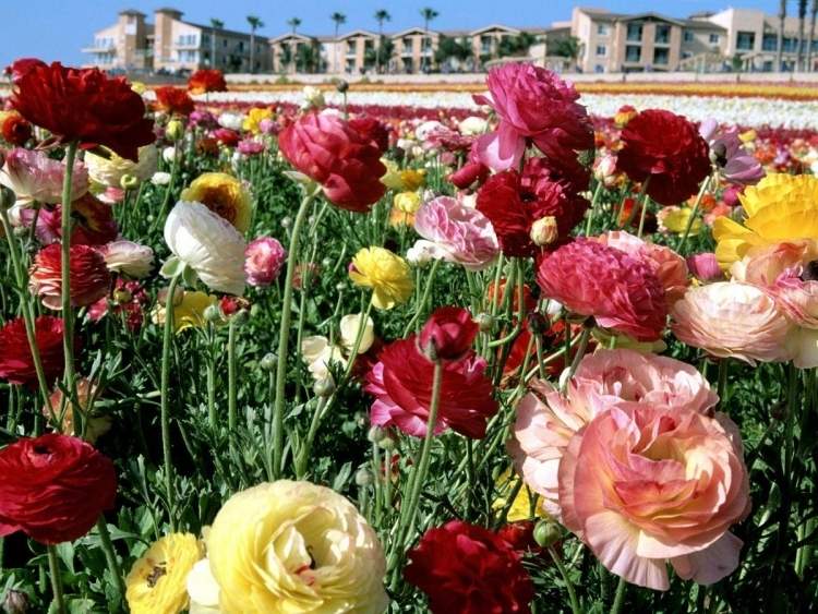 حديقة - تصميم - زهور - زهور - حديقة - ملونة - ملونة - ربيع - زهرة - حقل