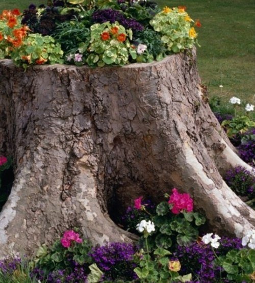 تزيين عناصر جذع الشجرة في زراعة الزهور الداخلية