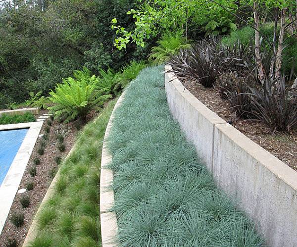 أنواع مختلفة من النباتات نصائح لتصميم الحدائق الحديثة