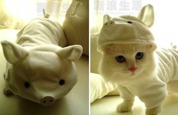 أزياء تنكرية للقطط الأصلية كرنفال للحيوانات رخيصة أصبع