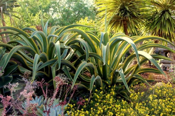 Agave-Vilmoriniana-in-the-garden-سريع النمو-مقاوم للجفاف-الأنواع النباتية