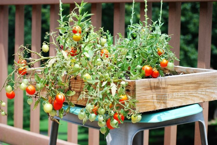 بلكونة-نباتات-كرز-طماطم-صندوق خشبي