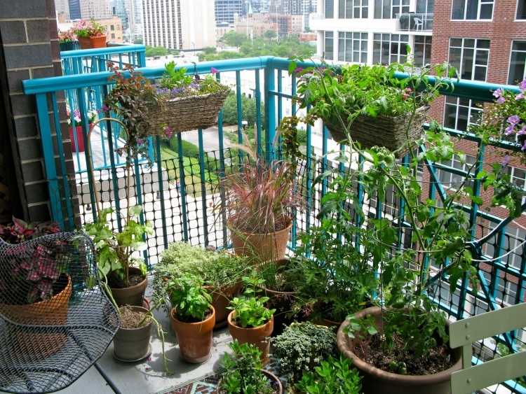 نباتات الشرفة - زراعة - أعشاب - طماطم - خضروات