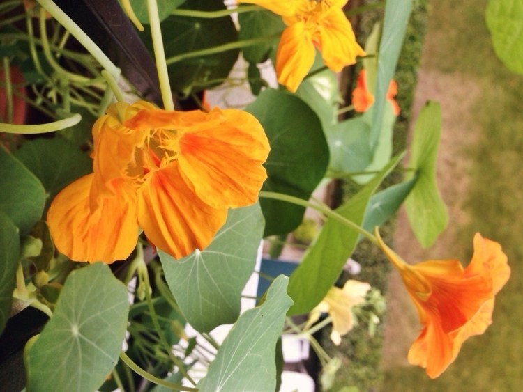 شرفة - نباتات - برتقال - nasturtiums