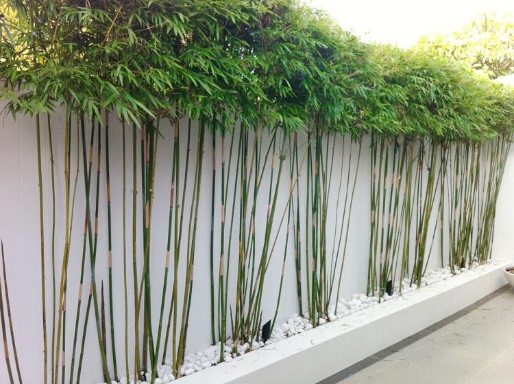 الخيزران حديقة خصوصية شاشة خرسانية جدار أبيض أفكار للنباتات