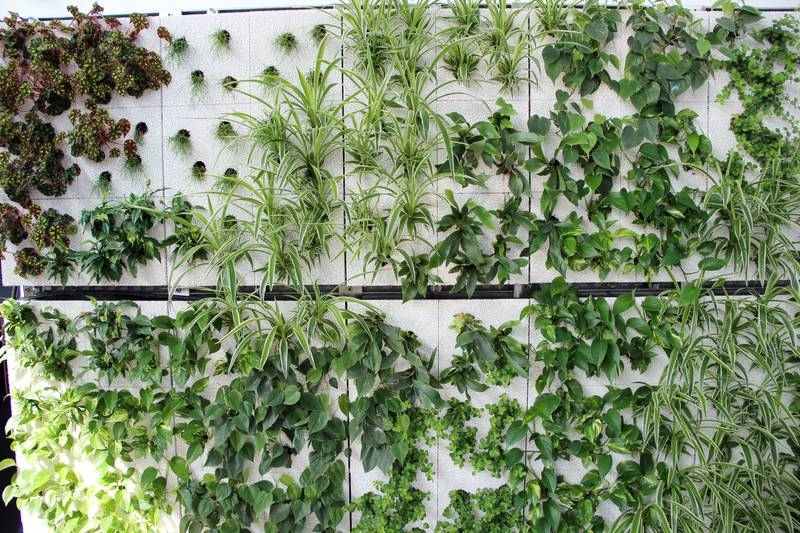 واجهة خضراء - نظام - سكاي فلور - نباتات