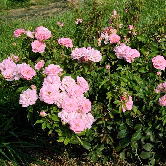 شجيرة الورود pinktopia مثال تخطيط حديقة منمق