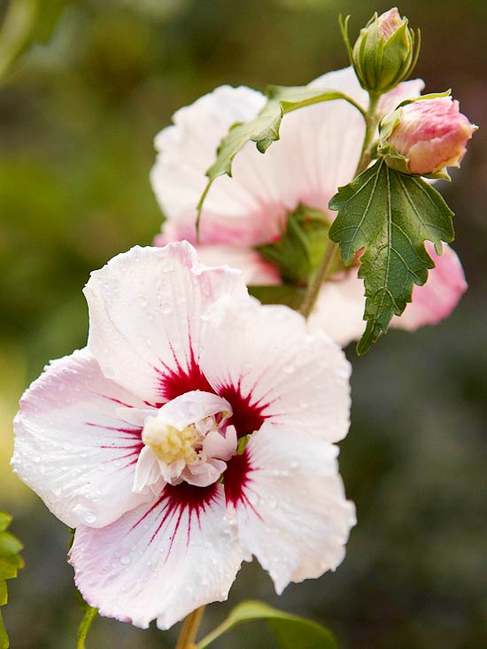 مثال على حديقة غنية بالزهور التخطيط وردة فيجي شارون الكركديه