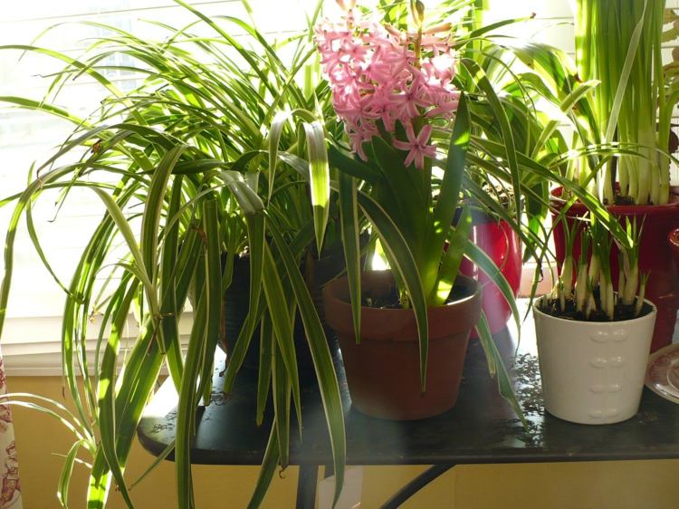 النباتات المنزلية صفير الزنبق