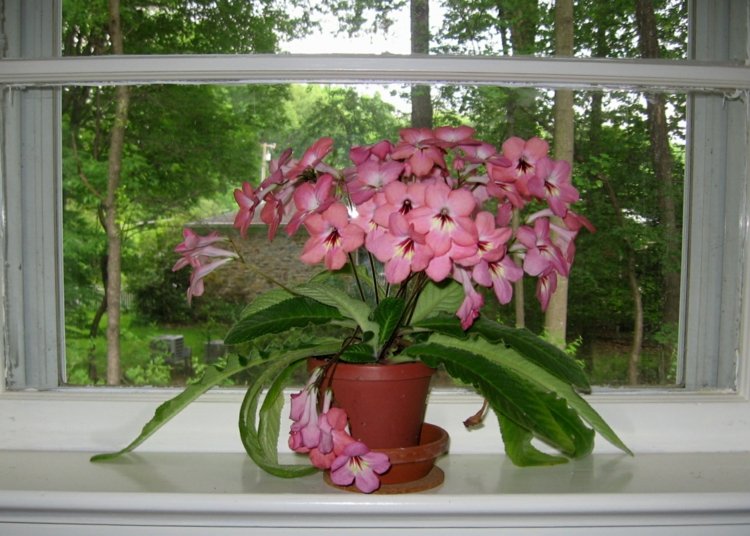 تتفتح-houseplant-on-the-window-sill