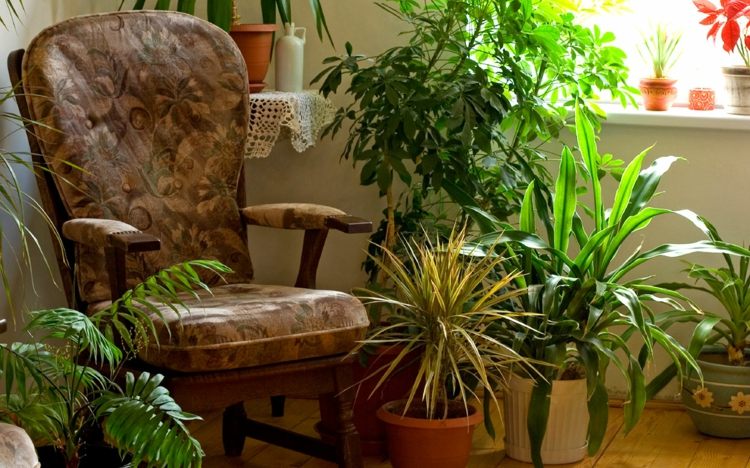 كرسي بذراعين للنباتات الداخلية