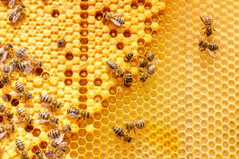 حبوب لقاح النحل صحية وتزود الجسم بالمعادن والفيتامينات