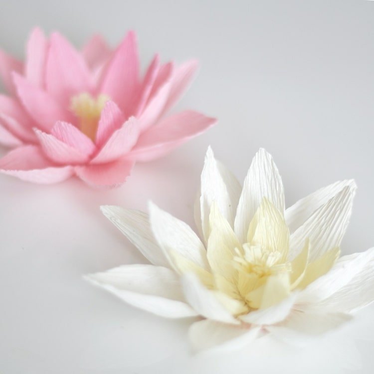 زنبق الماء باللون الأبيض أو الوردي أو الوردي لزخرفة صيفية رومانسية