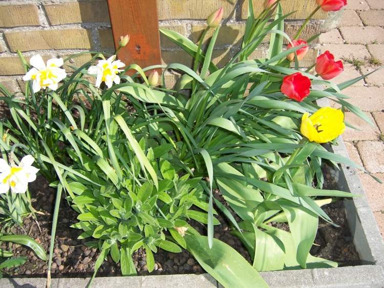 آلات زهور مختلفة في الربيع