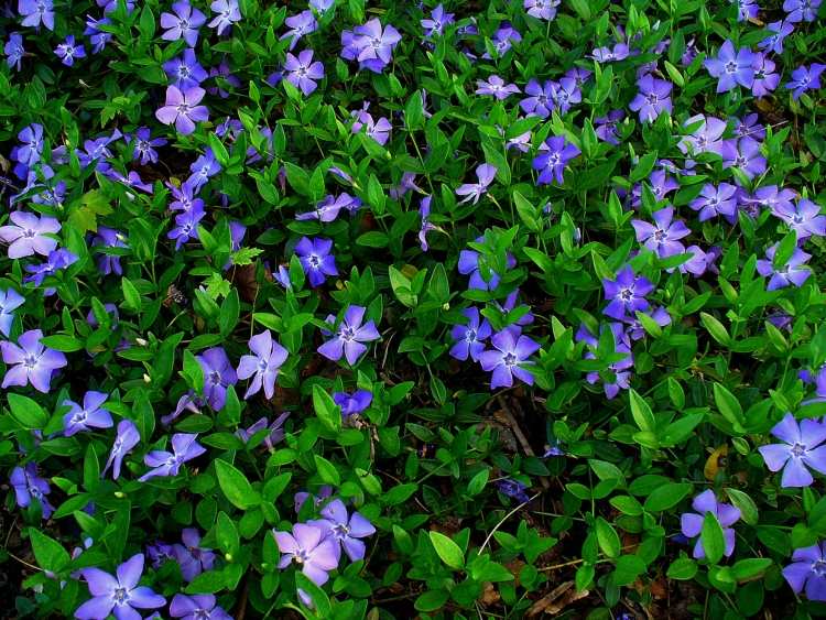 غطاء أرضي مزهر - فينكا - ثانوي - أزرق - أخضر - دائم الخضرة - نباتات سهلة العناية به
