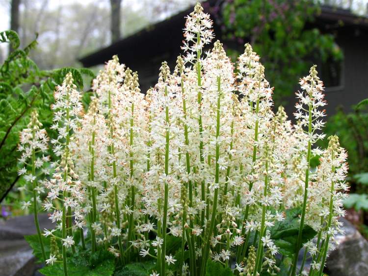 أزهار - غطاء أرضي - أبيض - Tiarella cordifolia - رغوة زهرية - ظل أخضر