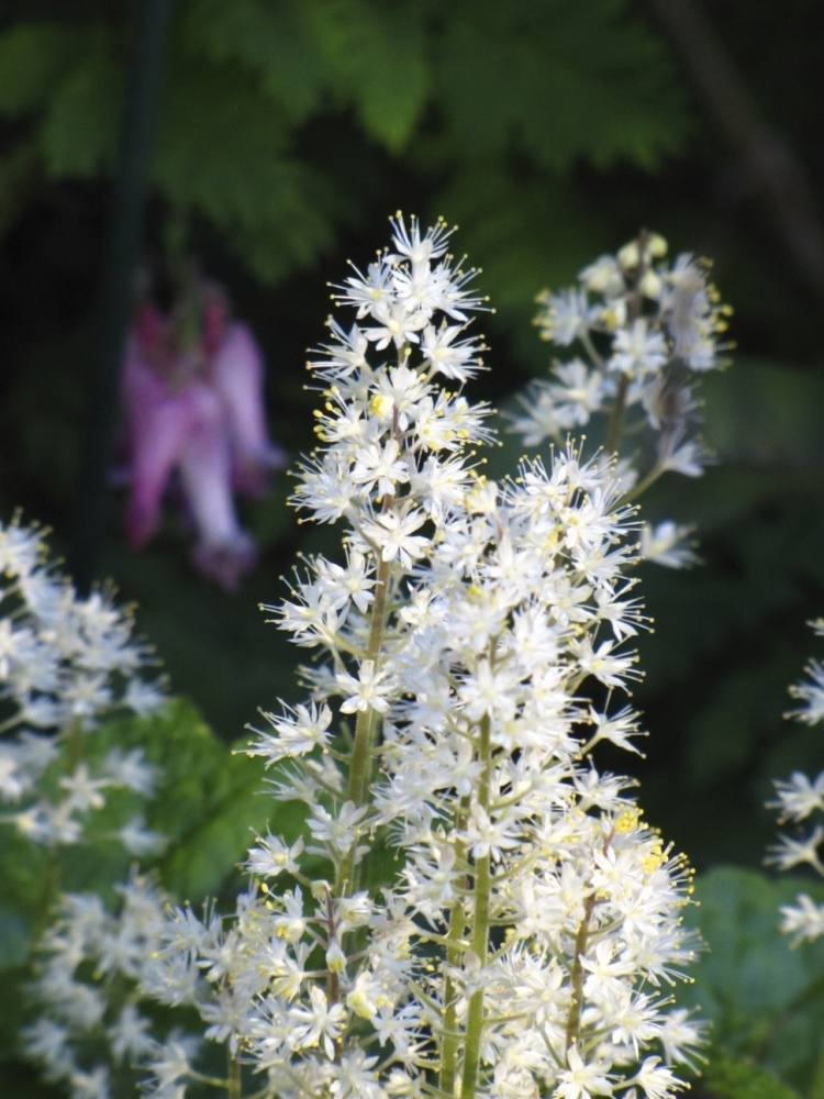 غطاء أرضي مزهر - أبيض - تياريلا كورديفوليا - رغوة - زهور - ظل زهور