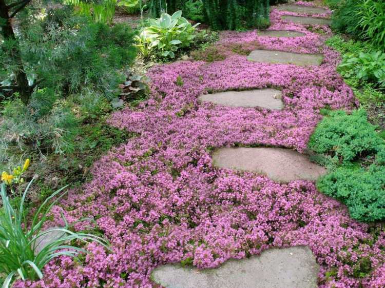 ازدهار-غطاء أرضي-أزهار-أزهار-فكرة-مسار حديقة-أحجار