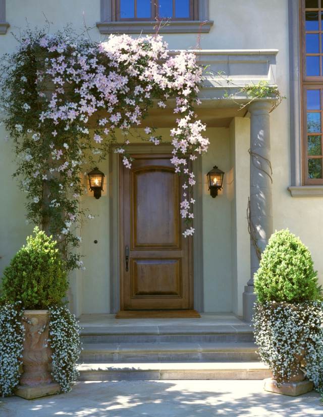 نباتات تسلق مدخل المنزل Clemantis السرو الأبيض دائم الخضرة