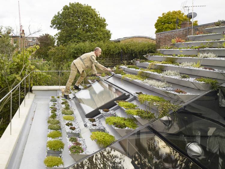 قم بإنشاء حديقة على السطح - أسطح خضراء - نباتات - أسقف - جفاف