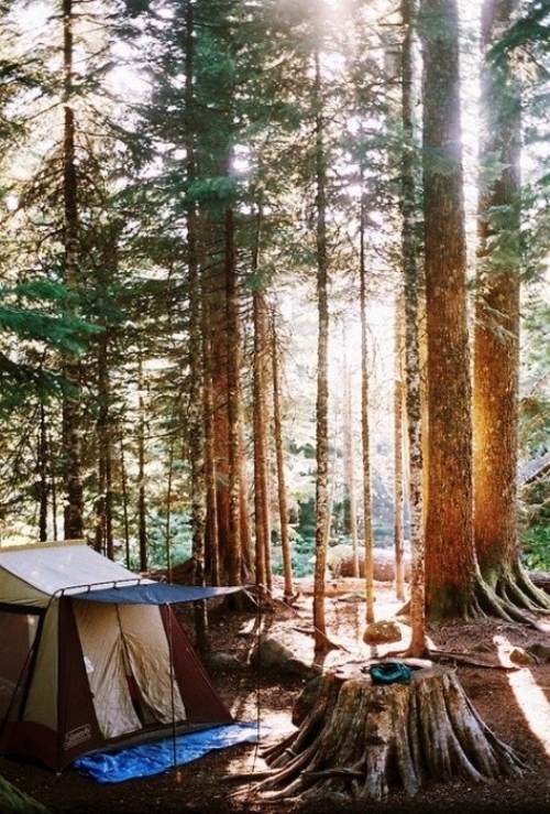 نصائح للتخييم اختيار خيمة التخييم في الغابة