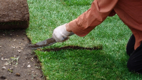 Kuinka poistaa vanha nurmikko nurmikolta - leikataan rulliksi