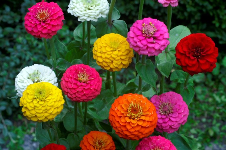حديقة-خريف-زينيا-الوان-احمر-جير-ملون-تصميم فراش زهور