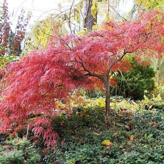 حديقة الخريف اليابانية أوراق شجرة القيقب الحمراء