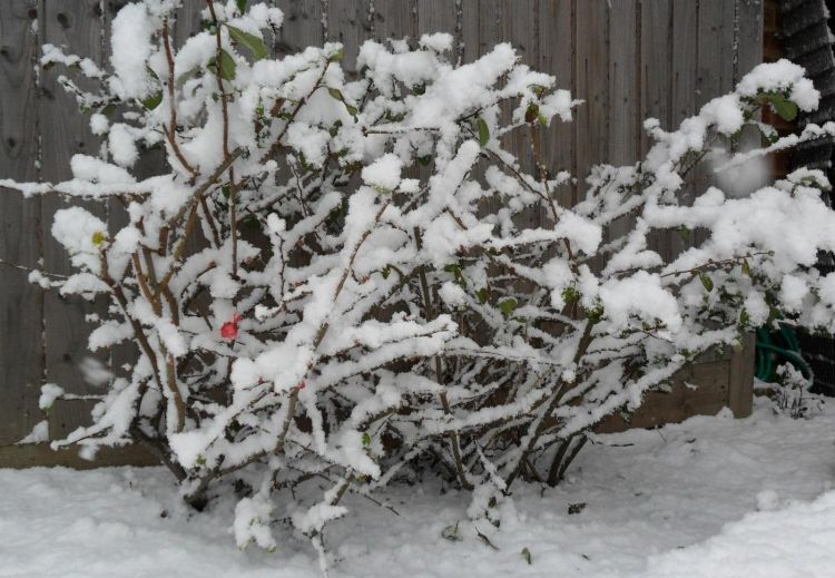 شجيرة يابانية مغطاة بالثلوج مقاومة للبرد في يناير