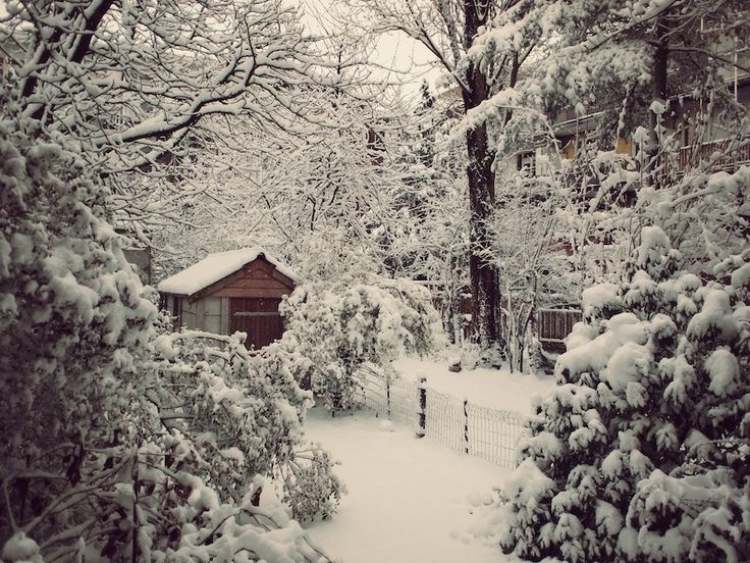حديقة في يناير منزل مغطى بالثلج