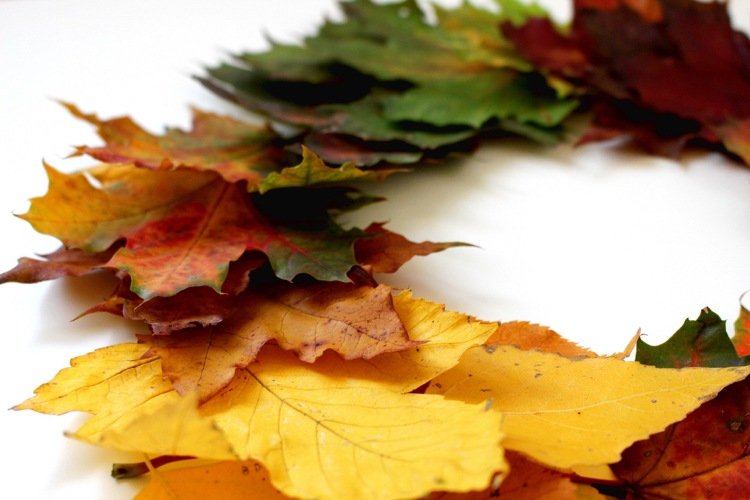 إكليل أوراق الخريف يصنع ألوانًا متدرجة ملونة من الطبيعة