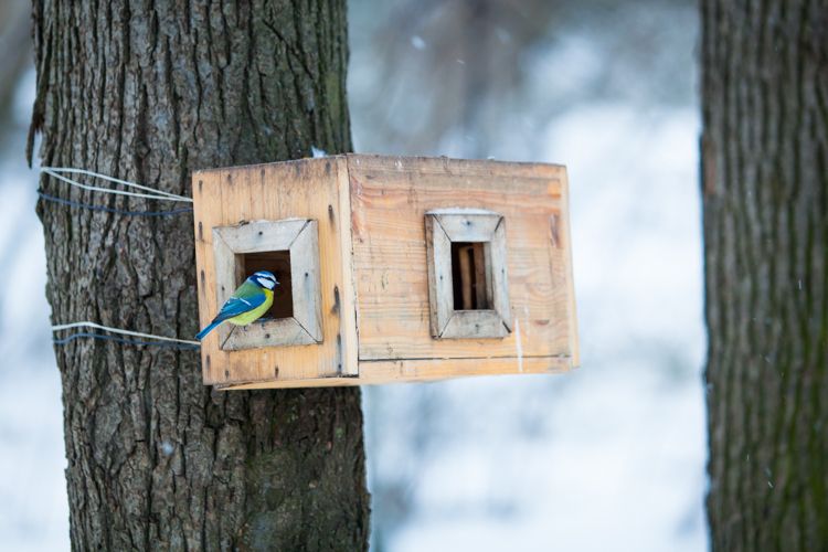 ضع بيوت الطيور في الخارج لفصل الشتاء