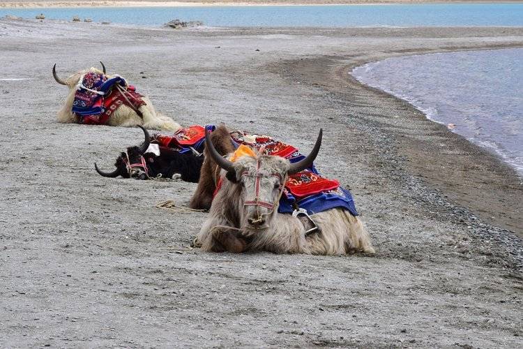 الياك البوتاني يسترخي على الشاطئ