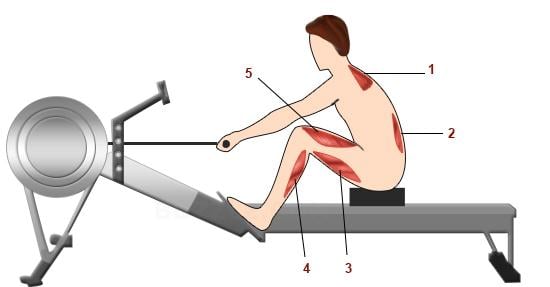 تجديف ergometer توضيح توتر العضلات