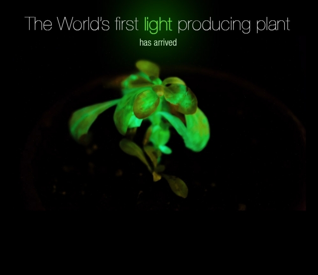 النباتات المعدلة وراثيا bioglow الولايات المتحدة الأمريكية المنتجة للضوء