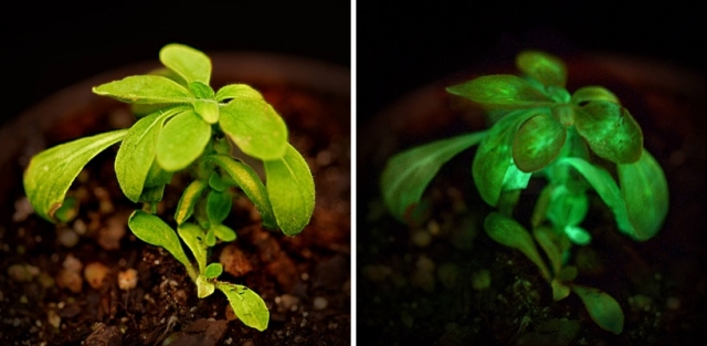تنتج النباتات المعدلة وراثيا الضوء