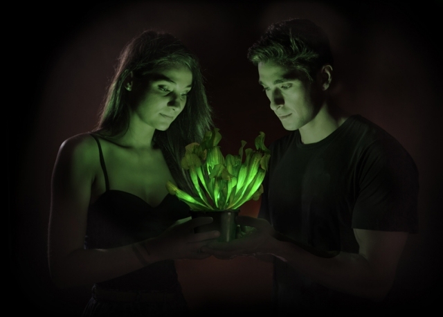 أضواء النبات المعدلة وراثيا bioglow starlight avatar