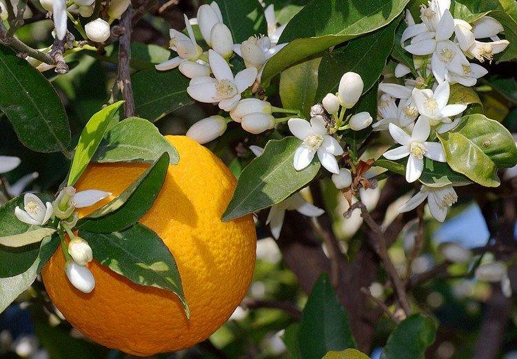اتجاهات-العطور -2016-العطور-الحمضيات-أزهار الليمون