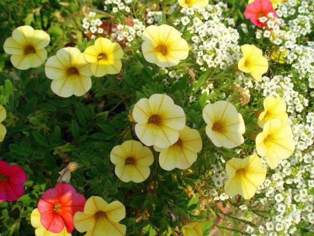 نصائح زرع زهرة صفراء حديقة الزهور