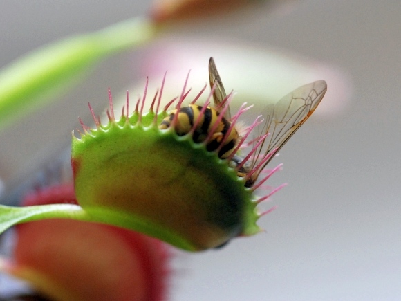 نباتات آكلة الحشرات تحل مشكلة الحشرات في المنزل