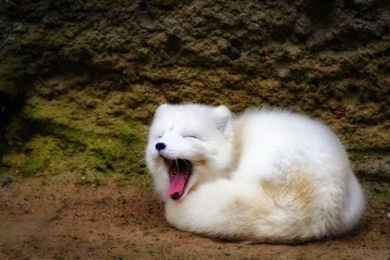 صور الثعلب القطبي الشمالي الثعلب الأبيض يتثاءب الفراء