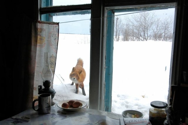 Igor Shpilenok الشتاء الثعلب الأحمر نافذة الشتاء الفراء