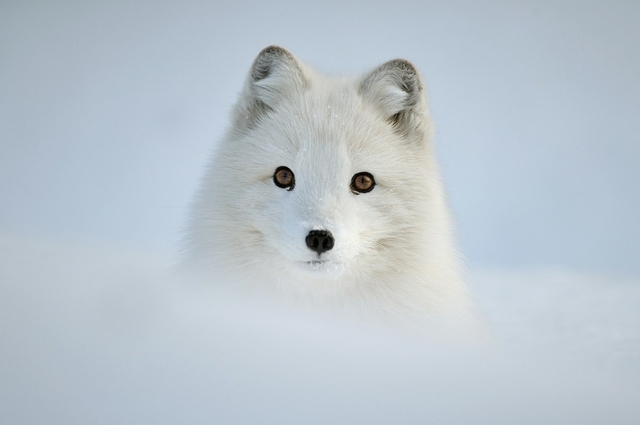 الثعلب القطبي الشمالي إدوين كاتس صور الشتاء الثلوج المصور